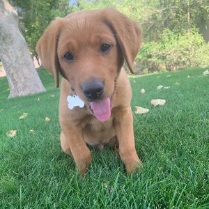 Meet your Posher, Abby